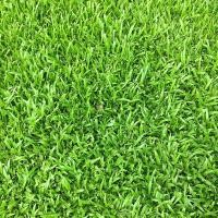 ราคา 1000 เมล็ด หญ้าสนาม สายพันธุ์ หญ้าไทเป หญ้าญี่ปุ่น หญ้านวลน้อย หญ้ามาเลเซีย หญ้าเบอร์มิวด้า (24469972753)