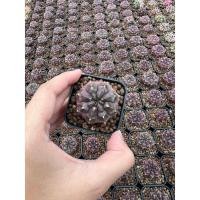 ราคา ยิมโนโคลน เดย์ดรีม Daydream ไม้ชำหน่อ จัดส่งทั้งกระถาง ลักษณะพิเศษผิวสีม่วง ต้นกลมน่ารัก ไม่มีหนาม (21043202265)