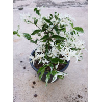 ราคา โมก โมกด่าง โมกด่างแคระ ไม้มงคล ดอกหอม (17118348589)