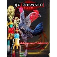 ราคา ไข่ไก่ชนพม่า เยียร์สุวรรณขนมคก เยียร์พรสววรค์ (23983138851)