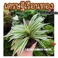 ราคา ต้นเศรษฐีเรือนทอง หรือเรียกอีกชื่อว่า เศรษฐีเรือนใน Spider Plant ไม้มงคล ไม้ฟอกอากาศ (22198109929)