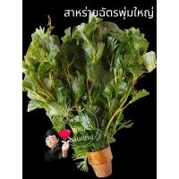 ราคา ไม้น้ำปลาสวยงามสาหร่ายฉัตรพุ่มใหญ่สวยแข็งแรงใช้ประดับอ่างปลาตู้ปลาสวยงาม (22420241222)