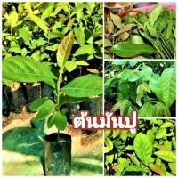 ราคา ต้นมันปู มันปู ต้นยอดมันปู ขนาด 20 30ซม ผักพื้นบ้านมากสรรพคุณ (10635324065)