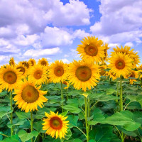 ราคา พันธุ์ทานตะวันดอกใหญ่ 30เมล็ด อัตรางอกสูง (23272153124)