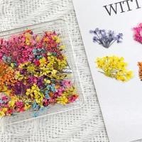 ราคา ดอกไม้แห้งสไตล์เกาหลีตกแต่งเล็บ ดอกไม้แห้งตกแต่งเล็บ ทำเล็บ (23564616123)