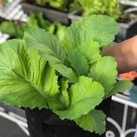 ราคา 1000 เมล็ด เมล็ดพันธุ์ ชุนฉ่าย ผักโขมจีน ผักกาดหิ่น ผักาดคิ่น ผักกาดชุนฉ่าย chinese mustard Seeds (22876704045)