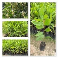 ราคา ต้นกระถินเทพา กระถินซาบะฮ์ 80 100cm (24530813370)