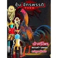 ราคา ไข่เชื้อไก่ชนพม่า สตางค์ เคแมน สายเลือดโกวเซ้ม แม่หูตาพิเศษ (24171729693)