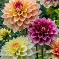 ราคา 20 เมล็ด ดอกรักเร่ รักเร่ ดอกรักแรก ดาห์เลีย Dahlia Seeds (23655336994)