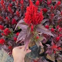 ราคา ต้นสร้อยไก่ หงอนไก่ มีหลายสี แบบถุง ส่งทั้งถุง (12094614981)