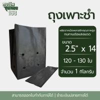 ราคา ถุงเพาะชำ สีดำ เจาะรู ขนาด 2x6 2 5x14 3x7 3x8 8x16 4x9 4x15 5x10 5x12 6x12 7x14 นิ้ว จำนวน 1 กิโลกรัม แพ็ค (22672285762)