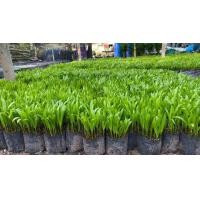 ราคา ต้นหมากเขียว1ถุงดำ10 20ต้นสูงประมาณ20ซม (23211765289)