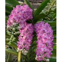 ราคา กล้วยไม้ช้างชมพูไม้นิ้วมี1ต้นไม้ประดับ (21837761885)