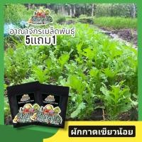 ราคา 5แถม1 เมล็ดพันธุ์ผักเขียวน้อย ใบสร้อยop 2000เมล็ด เมล็ดพันธุ์ผักกาดหั่น เมล็ดพันธุ์ผักสวนครัว เมล็ดพันธุ์อินทรีย์ ปลูกง่าย โตเร็ว อัตราการงอกสูง อายุการเก็บเกี่ยวสั้น (22260555102)