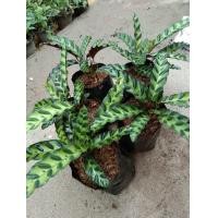 ราคา คล้ากาเหว่าลาย ต้นไม้มงคล ต้นไม้ฟอกอากาศ จัดส่งพร้อมถุงดำขนาด 4 นิ้ว (9468261862)