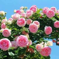 ราคา จัดส่งที่รวดเร็ว เมล็ดพันธุ์ กุหลาบเลื้อย มีให้เลือก สีชมพูสีขาวสีแดงสีม่วงสีส้มสีเหลือง Climbing rose บรรจุ 10 เมล็ด ของแท้ (24324215153)