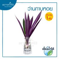 ราคา ต้นว่านกาบหอย จำนวน 1 ต้น สามารถเลี้ยงน้ำได้ ต้นไม้ ต้นไม้เลี้ยงน้ำ (13468231639)