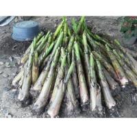 ราคา หน่อกล้วยหอมทอง ลูกใหญ่ ซื้อ 1 0 แถม 1 ฟรี พร้อมคู่มือการปลูกทุกๆกล่อง กล้วยหอมทอง กล้วยมีประโยชน์ มากมาย ทางเรามีบริการส่งทุกวัน ขุดสดๆ ทีมงานครบจบไว (17412131079)