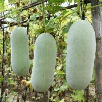 ราคา ฟักเขียว ฟักอ่อน ฟักแก่ ฟักแฟง ฟักเขียวแก่ แพ็คละ 1 ลูก (21177066117)