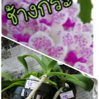 ราคา กล้วยไม้ช้างกระ ไม้นิ้ว (3763938475)
