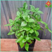 ราคา ต้นโหระพา ขนาดต้นโตใหญ่ ในถุงเพาะชำ 5 5นิ้ว โหระพา Sweet Basil หรือ Thai Basil (22616186224)