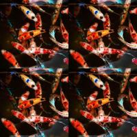 ราคา ปลากัดนีโม่ โค่ย แคนดี้ มัลติคัลเลอร์ เพศเมีย (24507475118)