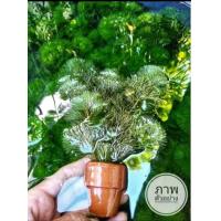 ราคา สาหร่ายฉัตร ใส่ตู้ปลาอ่างปลา (24440060251)