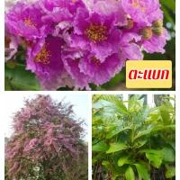 ราคา ต้นตะแบก ไม้เศรษฐกิจมีค่า (14653798084)