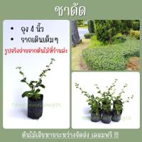 ราคา 10ต้น45บ ต้นชาดัด หรือ ต้นชาฮกเกี้ยน ถุงชำ2 ไม่ทำแนวรั้ว ไม่จัดสวน ทนแดด รับประกันเสียหาย (17286749617)