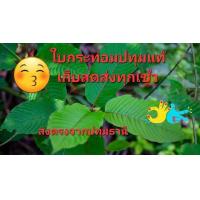 ราคา ใบกระท่อมปทุมแท้ใบรวมใบต้มใบสด (23804864346)