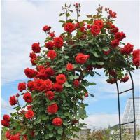 ราคา จัดส่งที่รวดเร็ว เมล็ดพันธุ์ กุหลาบเลื้อย มีให้เลือก สีชมพูสีขาวสีแดงสีม่วงสีส้มสีเหลือง Climbing rose บรรจุ 10 เมล็ด ของแท้ (24324215157)