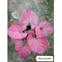 ราคา บอนสีจอมทัพ ส่งพร้อมกระถาง4นิ้ว สีสวยมากแดงเงา ส่งจริง (16434734356)