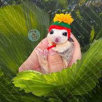 ราคา V หมวกไหมพรม จิ๋ว มินิ หมวกจิ๋ว หมวกมินิ หมวก สัตว์เล็ก ชูการ์ กระรอก แฮมสเตอร์ ดอร์เมาส์ ชูก้า เสื้อ ชุด เสื้อผ้า (14907033513)