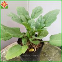 ราคา ต้นมะเขือยาว สีเขียว ส่งพร้อมถุงเพาะ 5 5นิ้ว มะเขือยาว ต้นมะเขือ (22640747996)