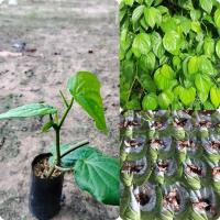 ราคา ต้นพลูเขียว พลูกินหมาก พลูไหว้ ใบใหญ่ใบหนา ต้นแข็งแรงพร้อมปลูก (20037938668)