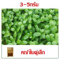 ราคา CoralCove เมล็ด ไม้น้ำ ต้นไม้น้ำ ต้นไม้ปลูกในน้ำ ของตกแต่งตู้ปลา ของประดับตู้ปลา ต้นไม้ใส่ตู้ปลา ถุง 5 กรัม (23469878915)