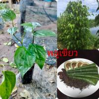 ราคา ต้นพลูเขียว พลูกินหมาก พลูไหว้ ใช้ในพิธีต่างๆ ต้นแข็งแรงพร้อมปลูก (20501633258)