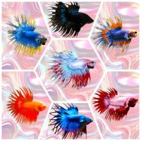 ราคา ปลากัดคราวเทลเพศผู้ มีหลากหลายสีสัน มีรับประกันสินค้า (24507340604)