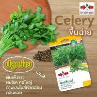 ราคา เมล็ดขึ้นฉ่าย นวลจันทร์ ตราศรแดง ปริมาณ2000เมล็ด เมล็ดพันธุ์ขึ้นฉ่าย เมล็ดพันธุ์ผัก เมล็ดผักสวนครัว เมล็ดคื่นฉ่าย ศรแดง (12449306336)