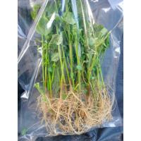 ราคา รากตำแยแมวสด กัญชาแมว ปลอดสาร พืชสมุนไพร บรรจุ 25 ราก (24610820339)