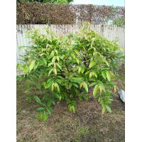 ราคา ใบมันปู (19839058704)