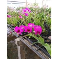 ราคา หวายแคระ สีชมพู (9836724675)