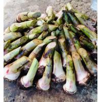 ราคา กล้วยหอมทองพันธุ์ลูกใหญ่ ซื้อ1 0 แถม 1 ฟรี มีคู่มือการปลูกให้ในกล่อง พันธุ์เดียวกับที่ขายในเซเว่น อยู่ในกลุ่ม ผลขนาดกลางถึงใหญ่ เปลือกหนา สีเหลือง เนื้อละเอียด หวาน สีครีม มีกลิ่นหอม ปลูกกล้วย หน่อกล้