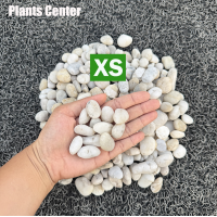 ราคา Plants Center หินธรรมชาติ ยกกระสอบ 1kg 6 7kg หินแม่น้ำ หินขาว หินกรวด สำหรับตกแต่งสวนและตู้ปลา (24588798510)