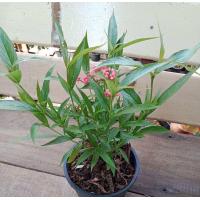 ราคา เข็มชมพูนุช กระถาง5 5นิ้ว (20488351624)