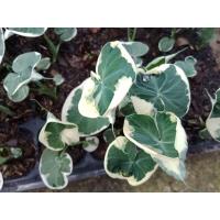 ราคา ต้นลูก ถุงเงิน ถุงทอง ไม้ด่างมงคล (16200197482)