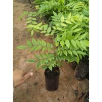 ราคา ต้นประดู่ลาย เป็นเนื้อไม้ที่ลายสวยมาก เป็นไม้เศรษฐกิจ (7435458142)