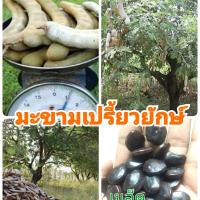 ราคา เมล็ดมะขามเปรี้ยวยักษ์ เม็ดมะขามยักษ์ 500 กรัม เมล็ดมะขาม เมล็ดพันธุ์ (8129524447)