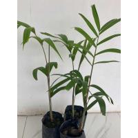 ราคา ต้นกล้าฟ็อกเทลหรือต้นปาล์มหางกระรอก60 80cmไม้ฟอกอากาศ (21936695847)