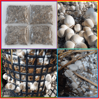 ราคา เชื้อเห็ดฟางแบบถุง 4 ถุง ผสมอาหารเสริม และแป้งข้าวเหนียวเรียบร้อยแล้ว พร้อมเพาะในตระกร้า และลงแปลงเพาะ เชื้อเดินดีมาก (21544934419)